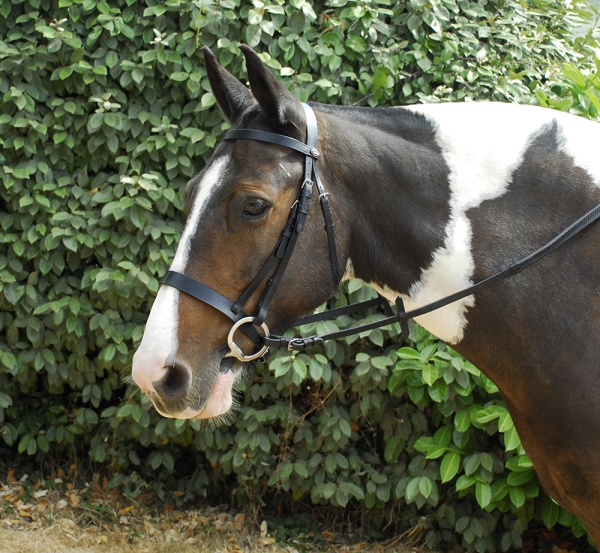 Windsor Leather Hunter Bridle With Wide Cavesson Noseband